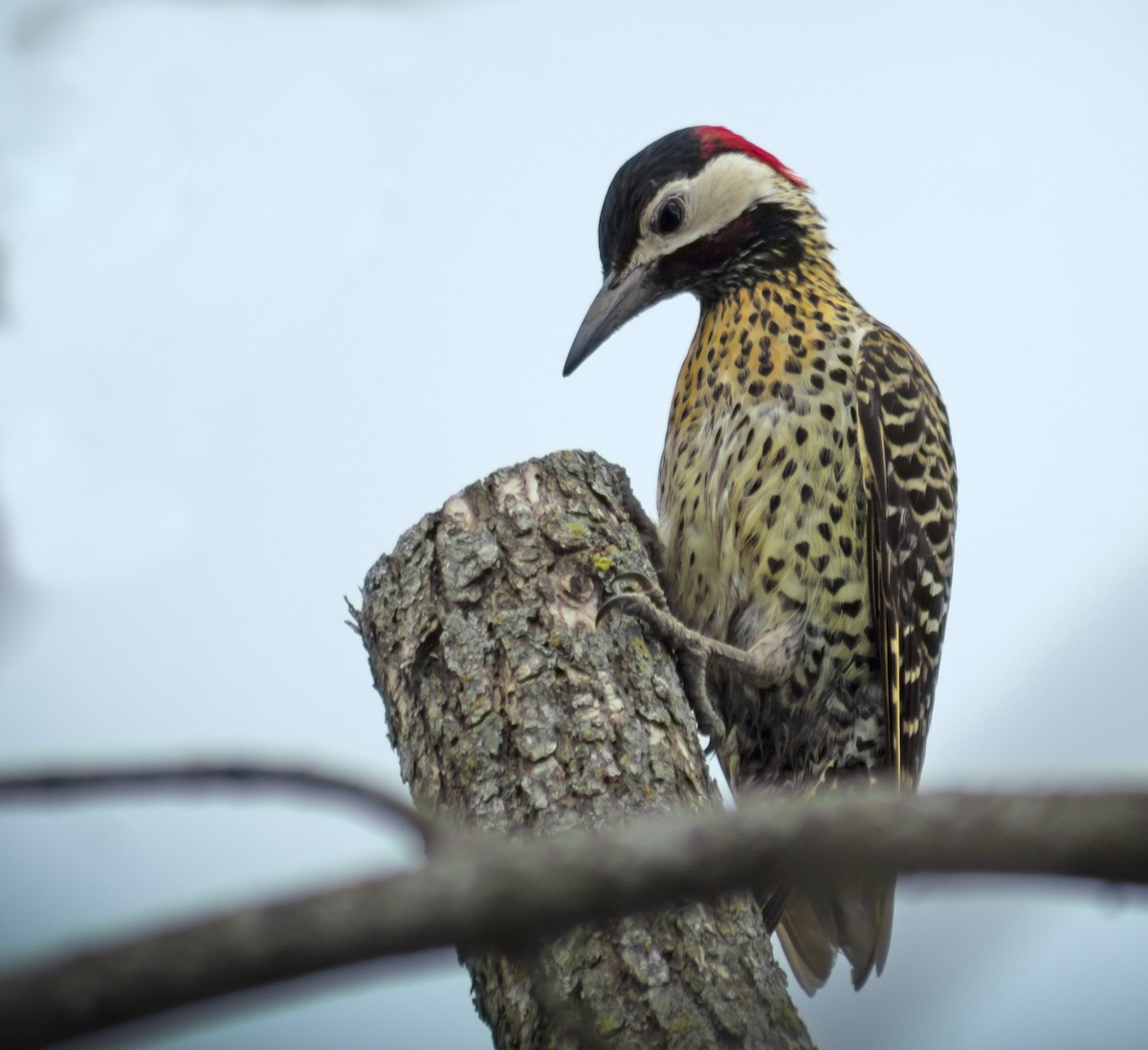 Green-barred Woodpecker - ML644217508