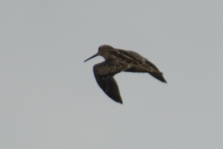 ハリオシギ - ML644217510