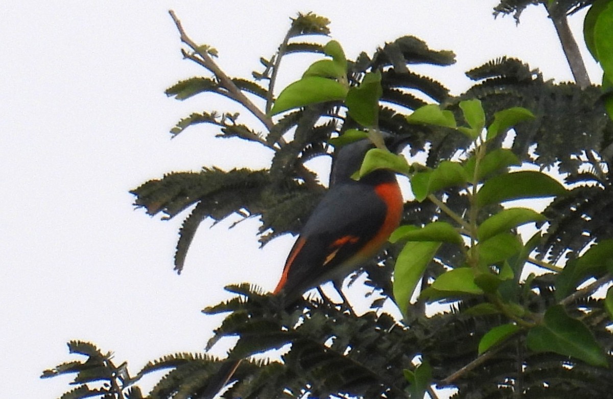 Small Minivet - ML644217513