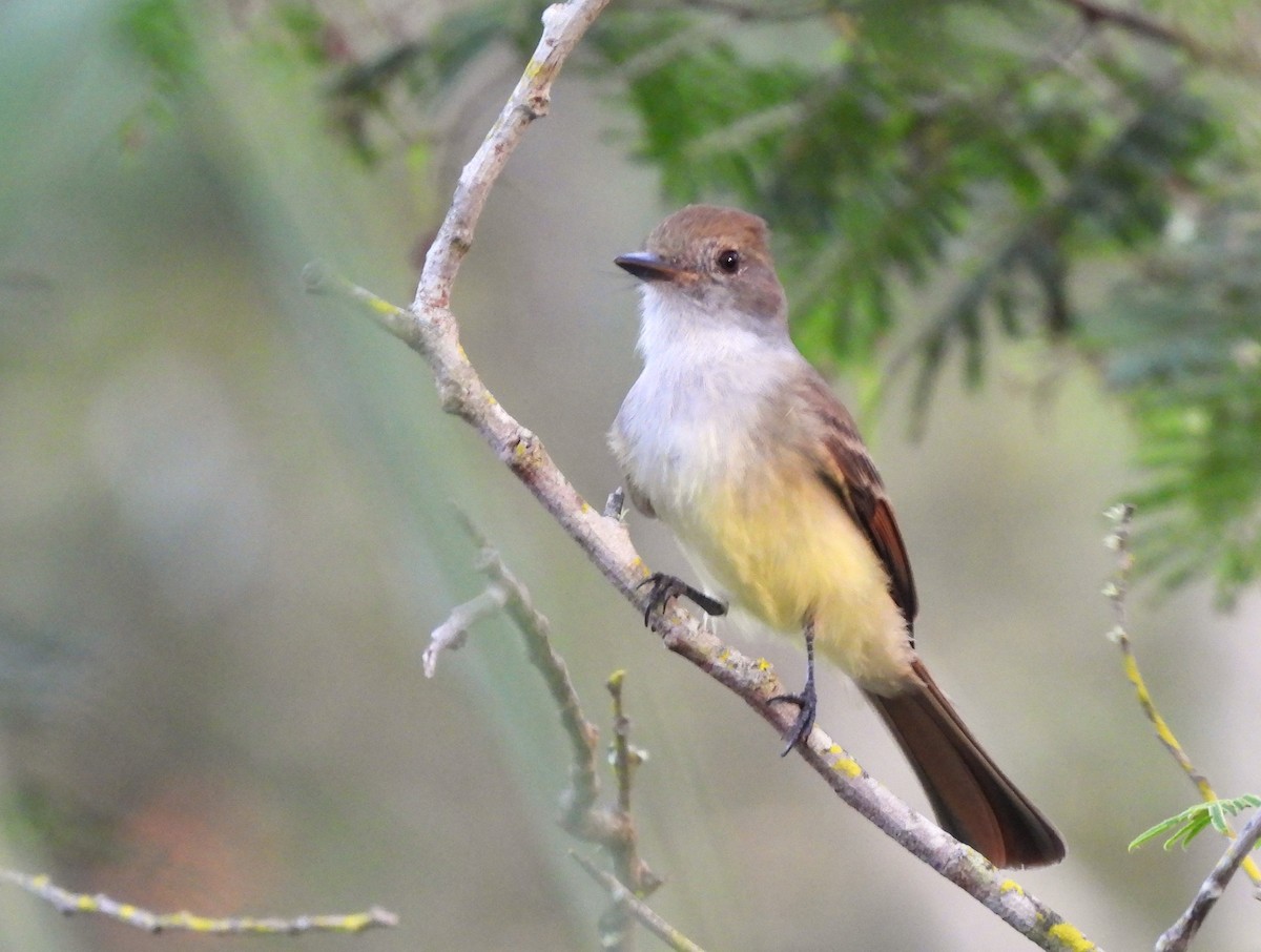 Nutting's Flycatcher - ML644217517
