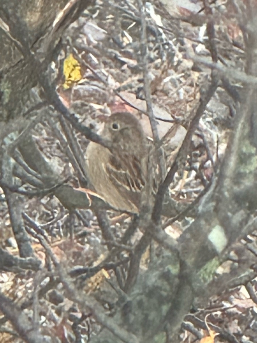 Field Sparrow - ML644217521