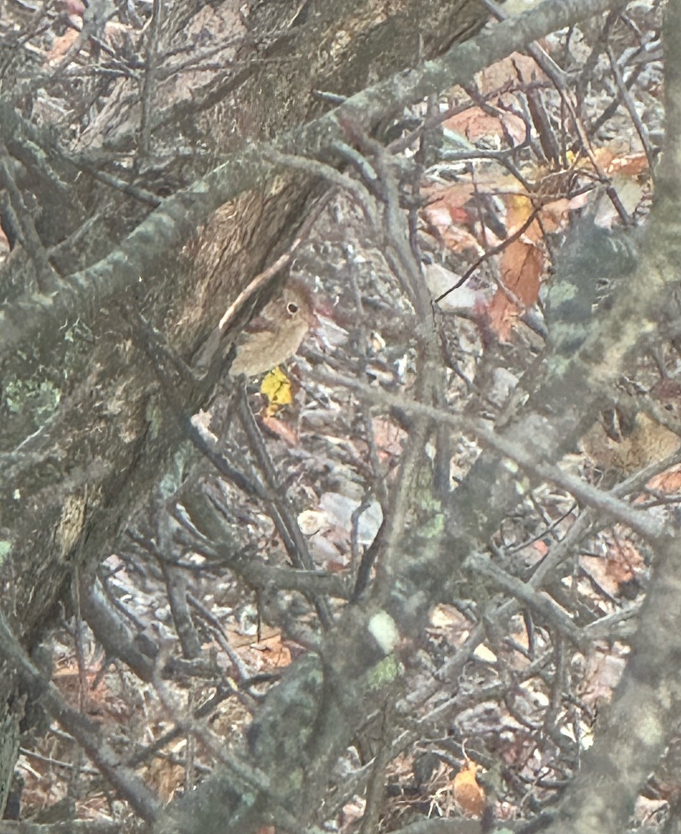 Field Sparrow - ML644217522