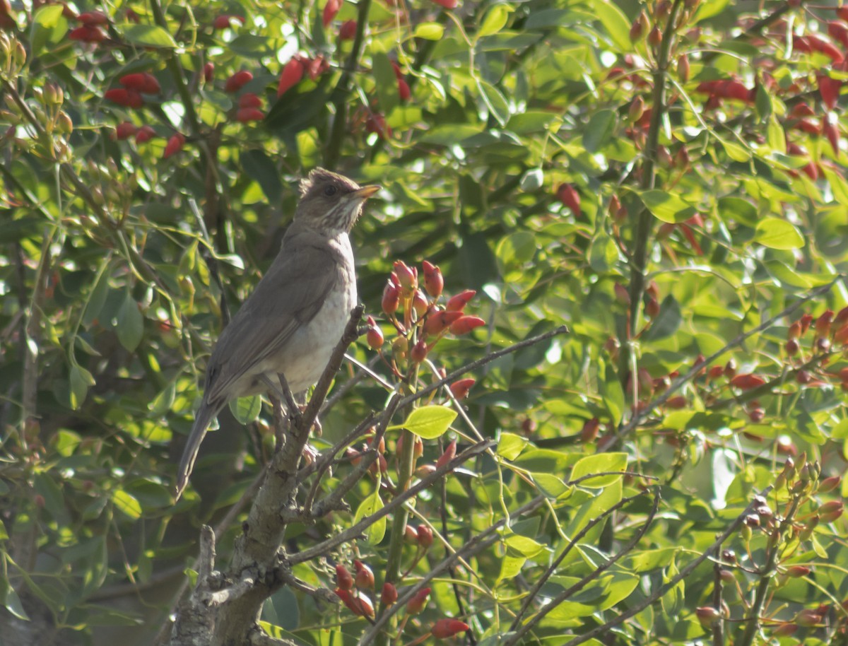 Creamy-bellied Thrush - ML644217523