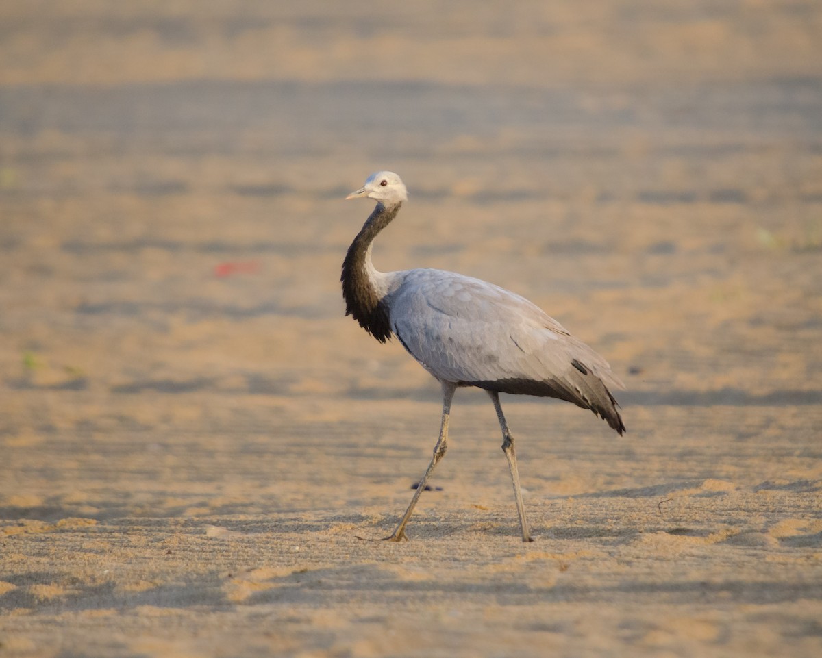 Demoiselle Crane - ML644217528