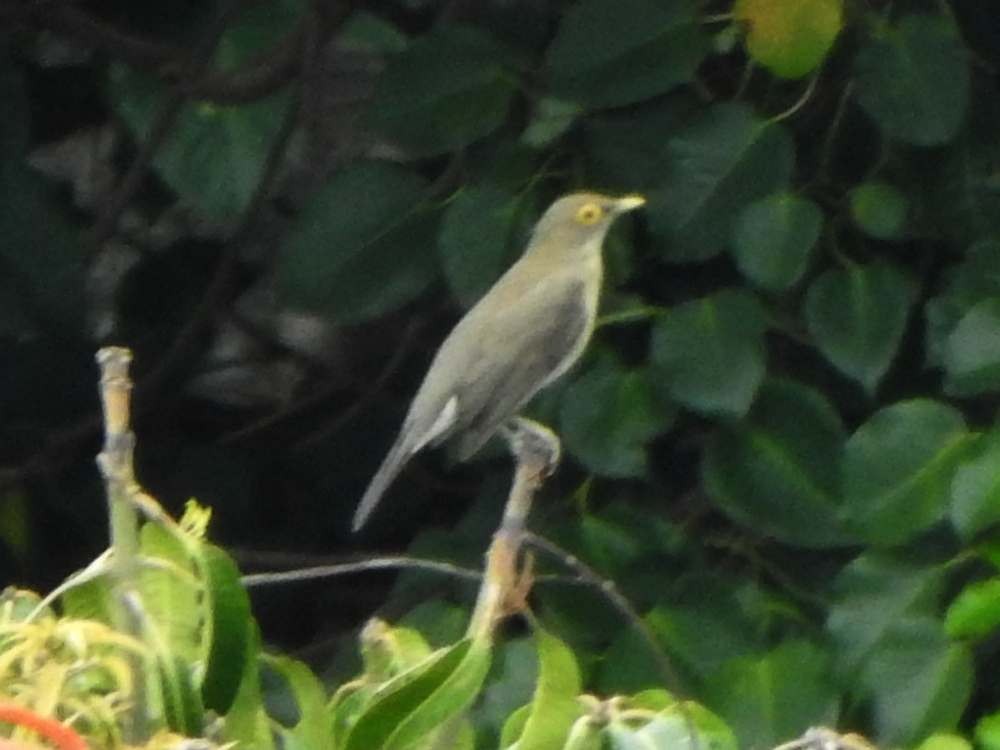 Spectacled Thrush - ML644217532