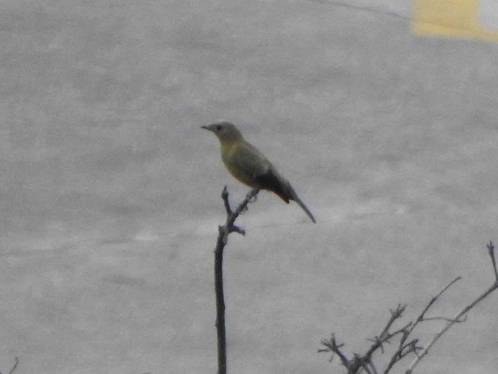 palmetanagar - ML644217539