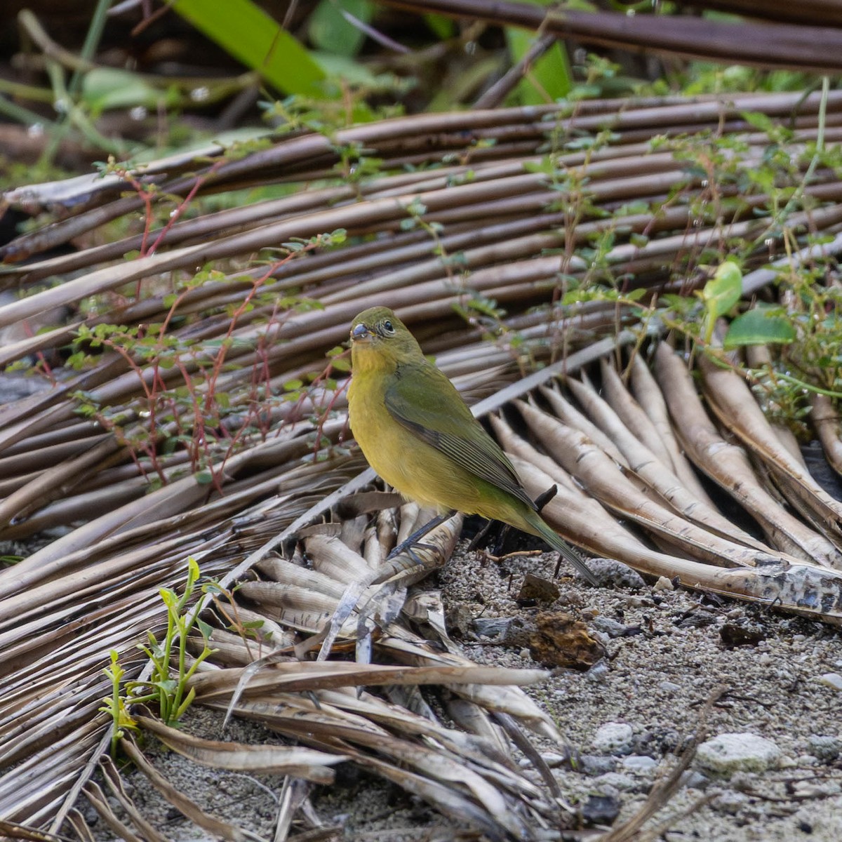 Painted Bunting - ML644217541