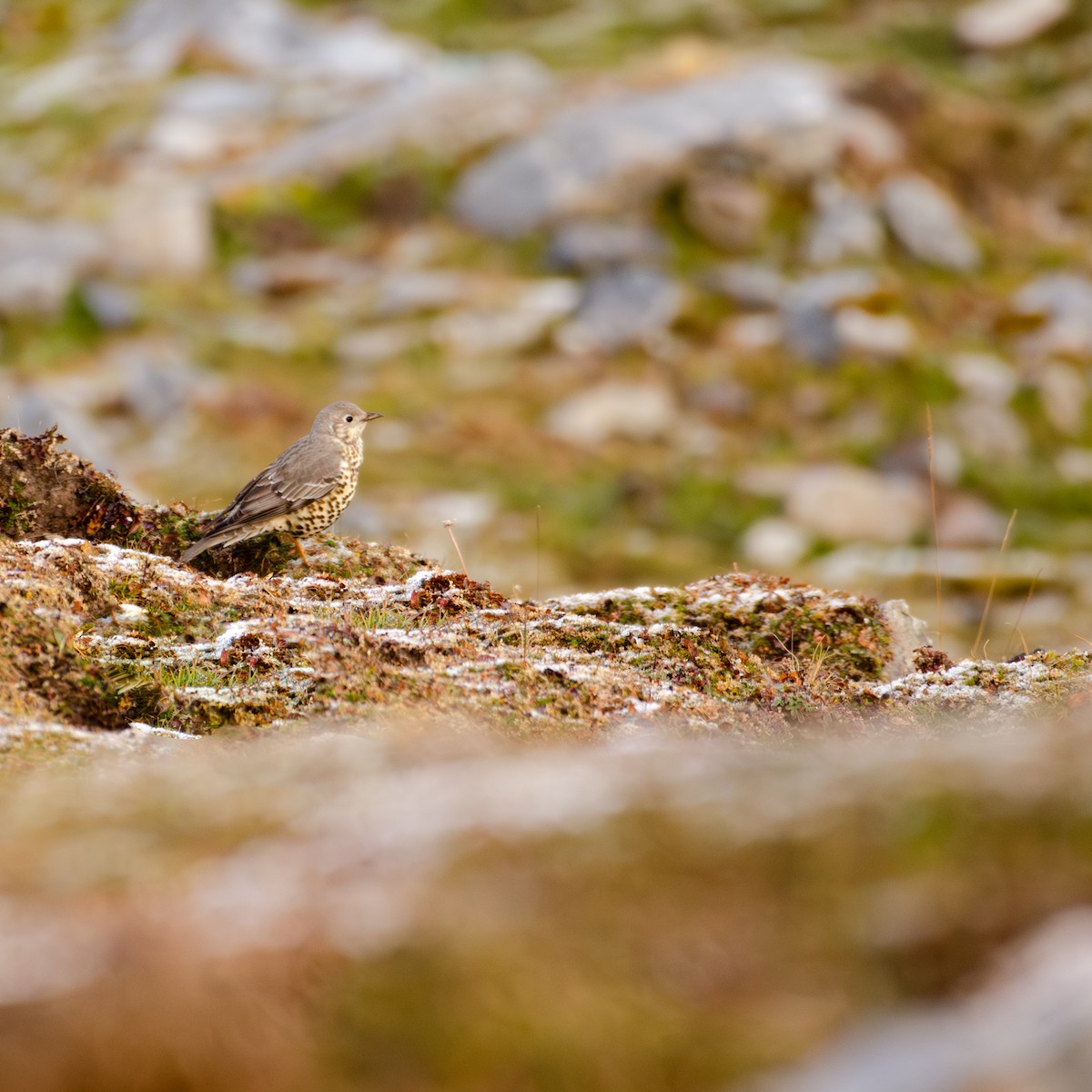 ヤドリギツグミ - ML644217548