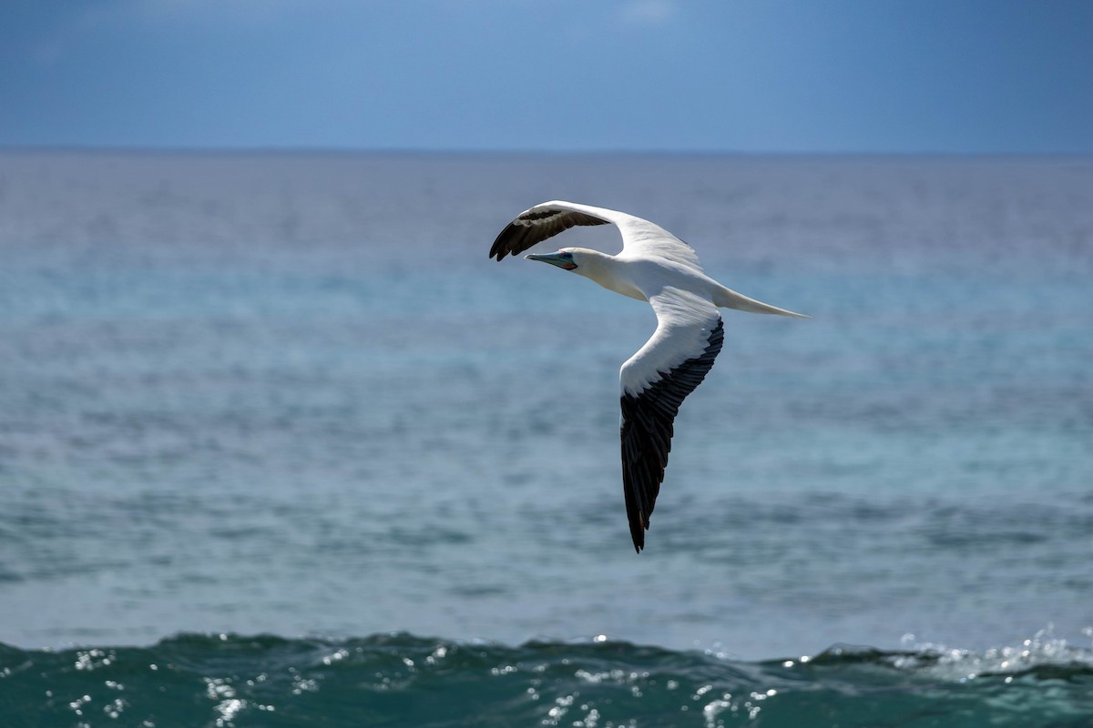 Rotfußtölpel - ML644217553