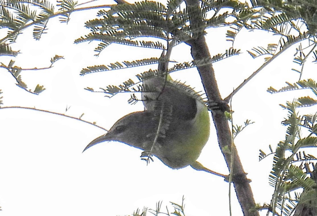 Purple-rumped Sunbird - ML644217560