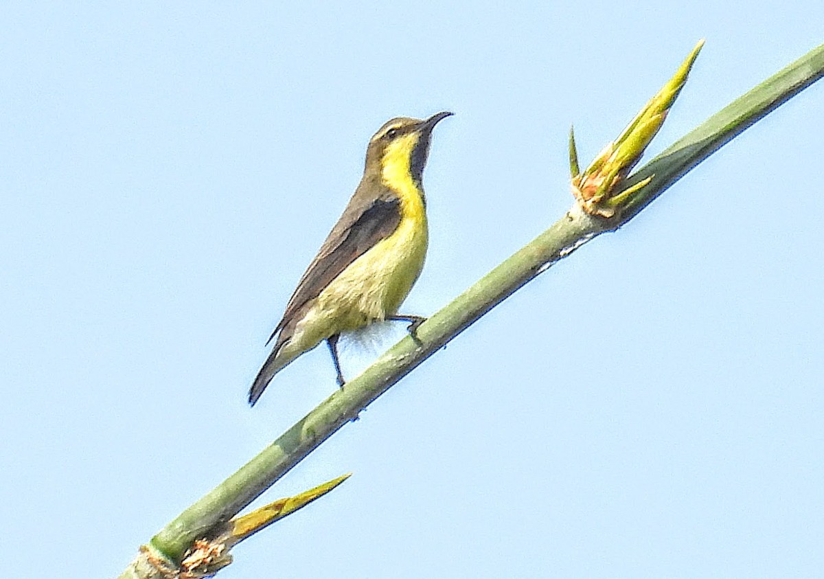 Purple Sunbird - ML644217561