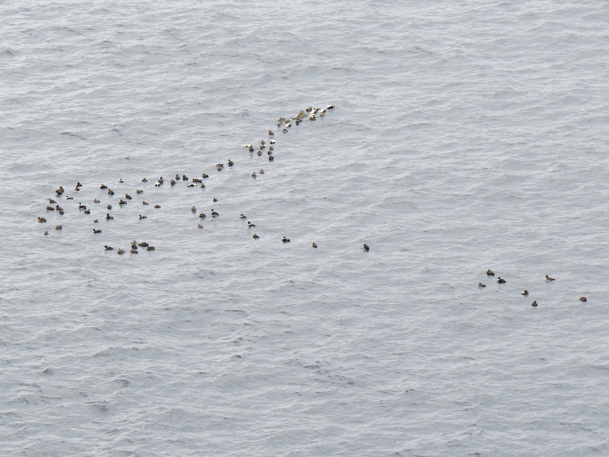 Common Eider - ML644217562