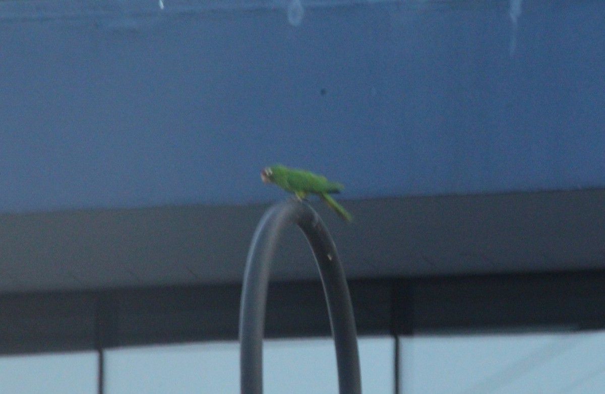 Conure de Finsch - ML644217587