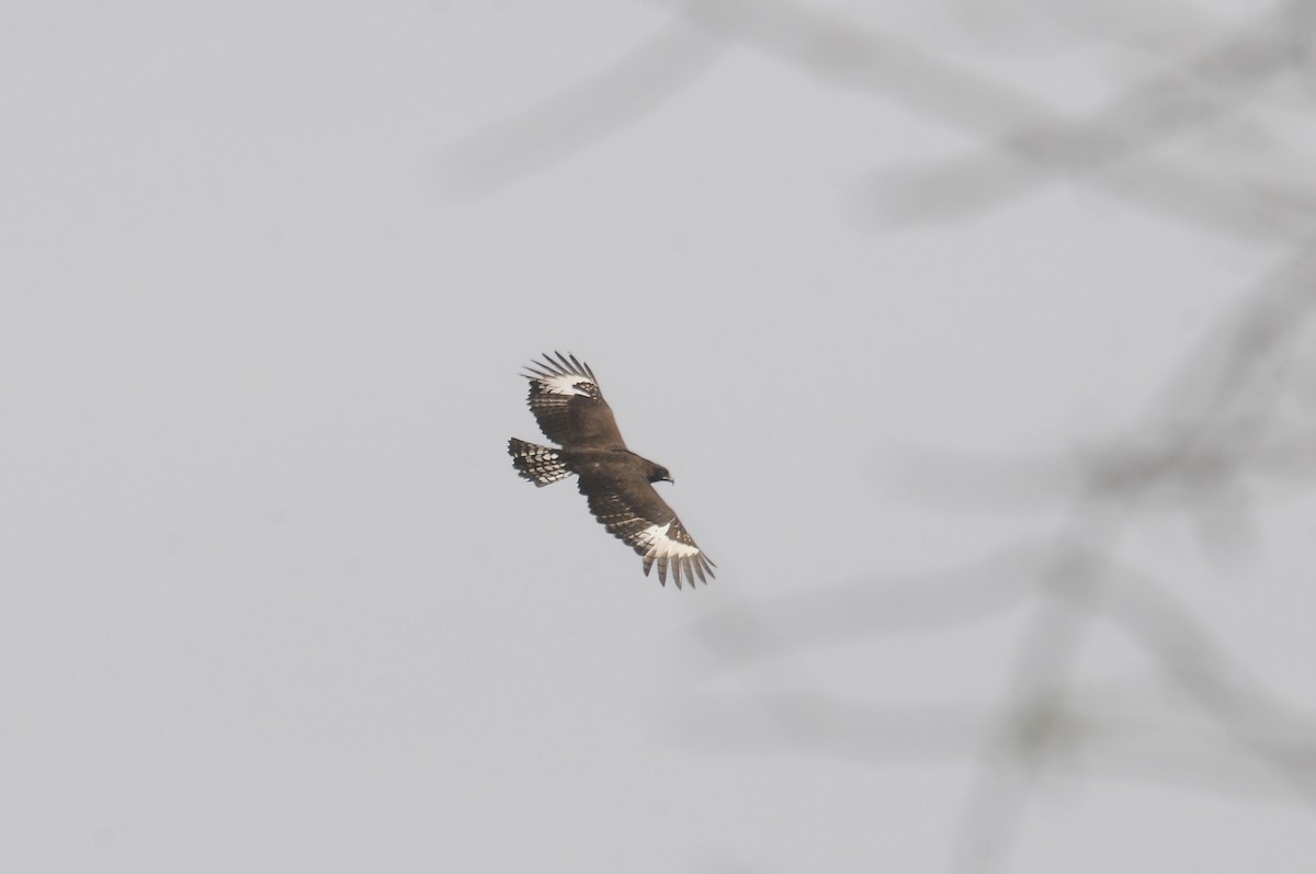 Aigle huppard - ML644217593