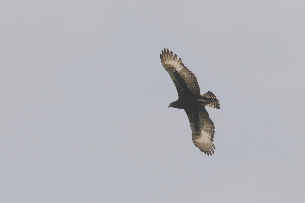 Aigle huppard - ML644217597