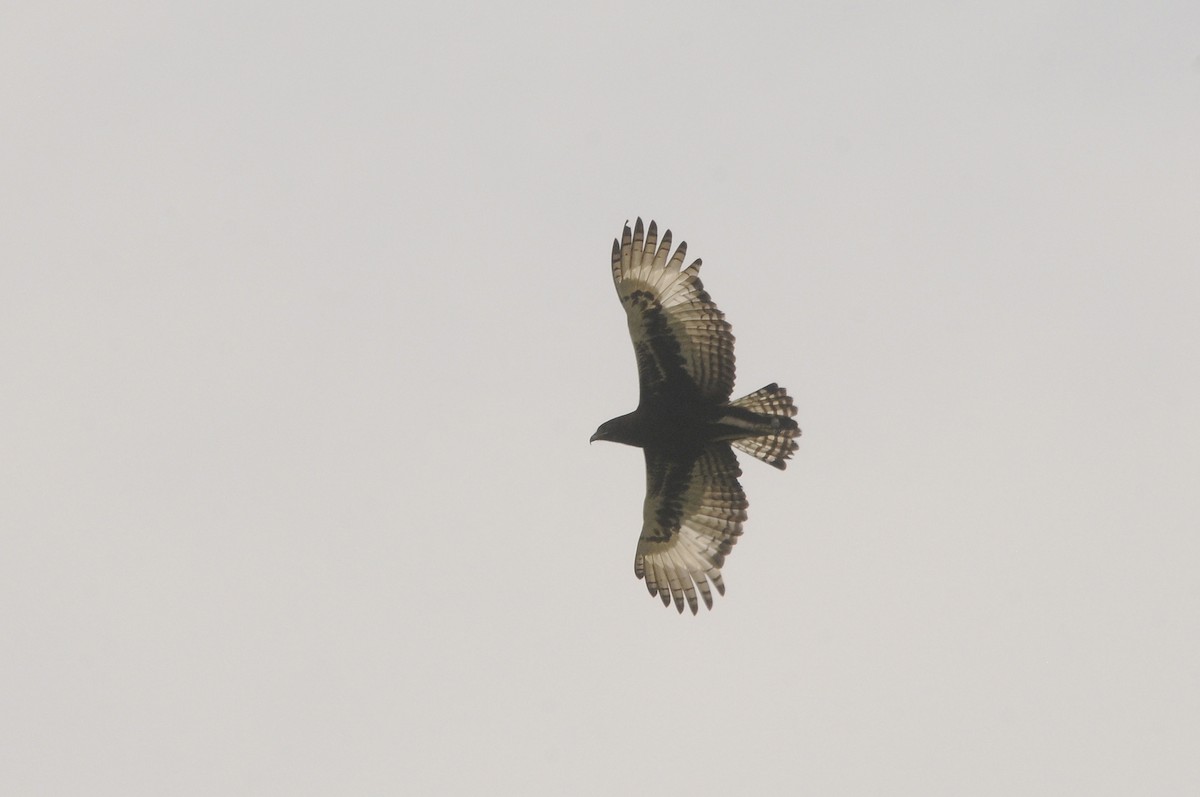 Aigle huppard - ML644217601