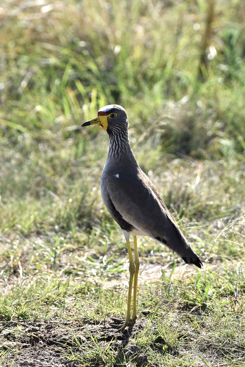 Wattled Lapwing - ML644217602