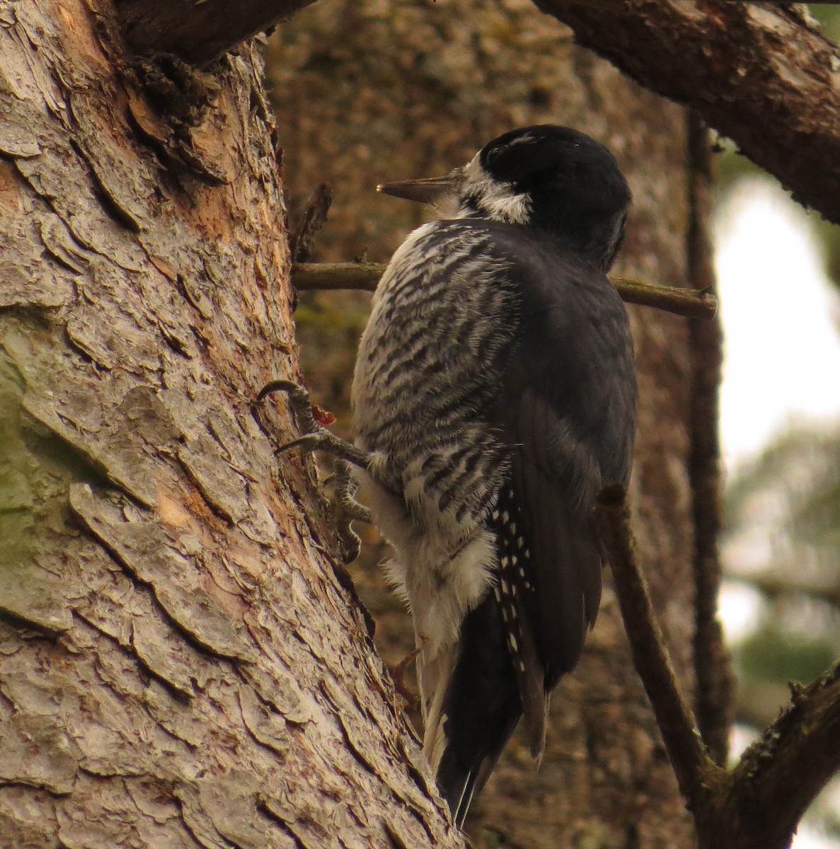 Black-backed Woodpecker - ML644217615