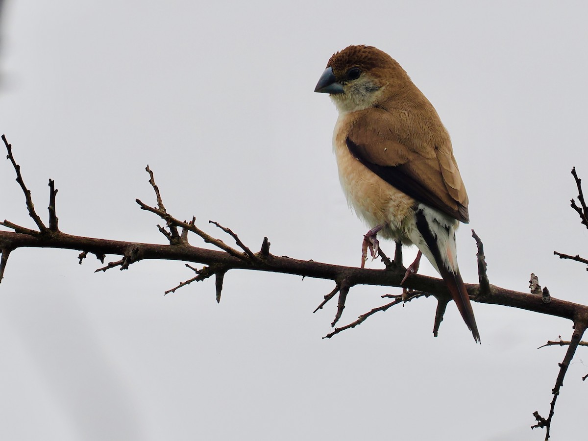 Indian Silverbill - ML644217621