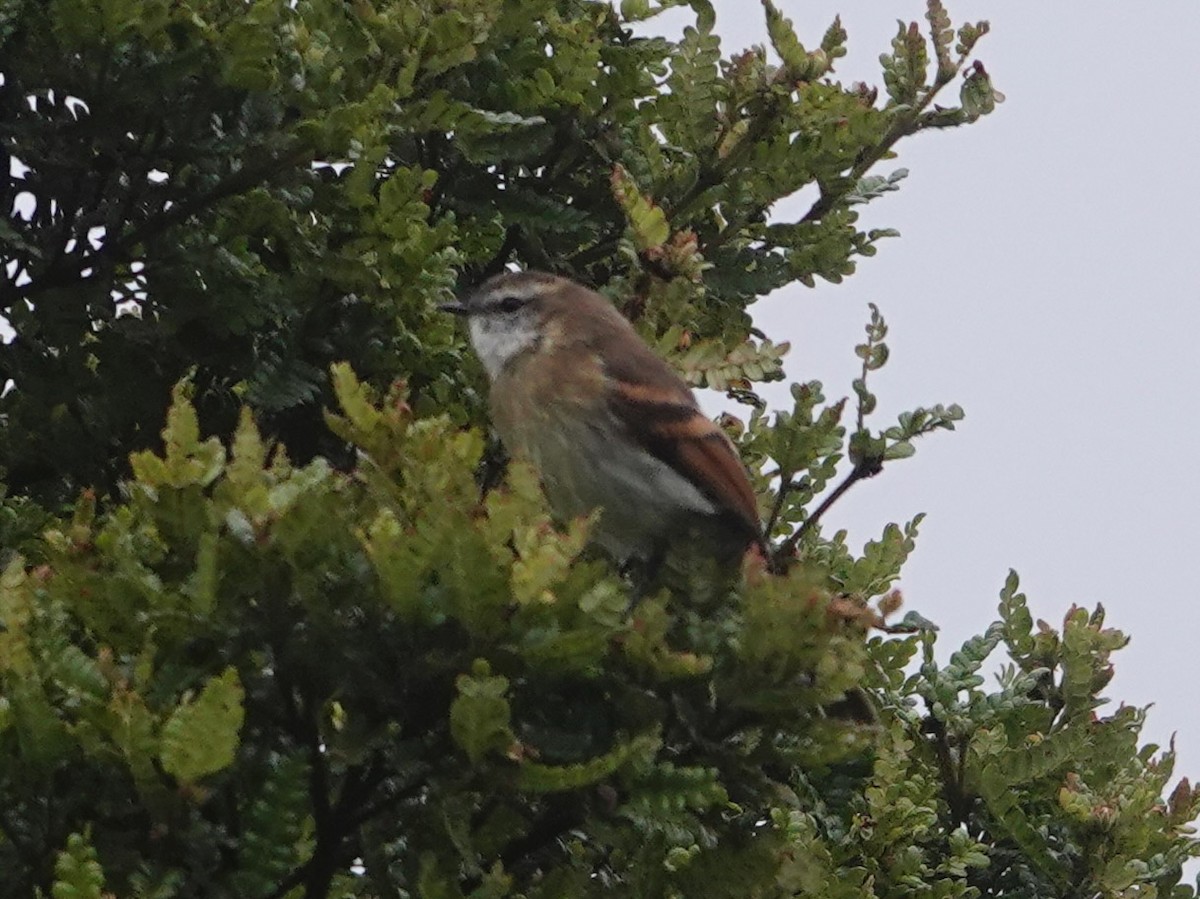White-throated Tyrannulet - ML644217624