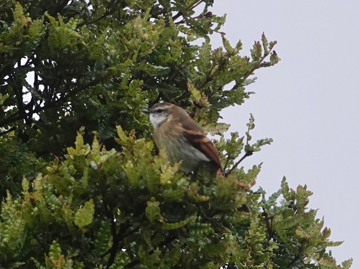 White-throated Tyrannulet - ML644217625