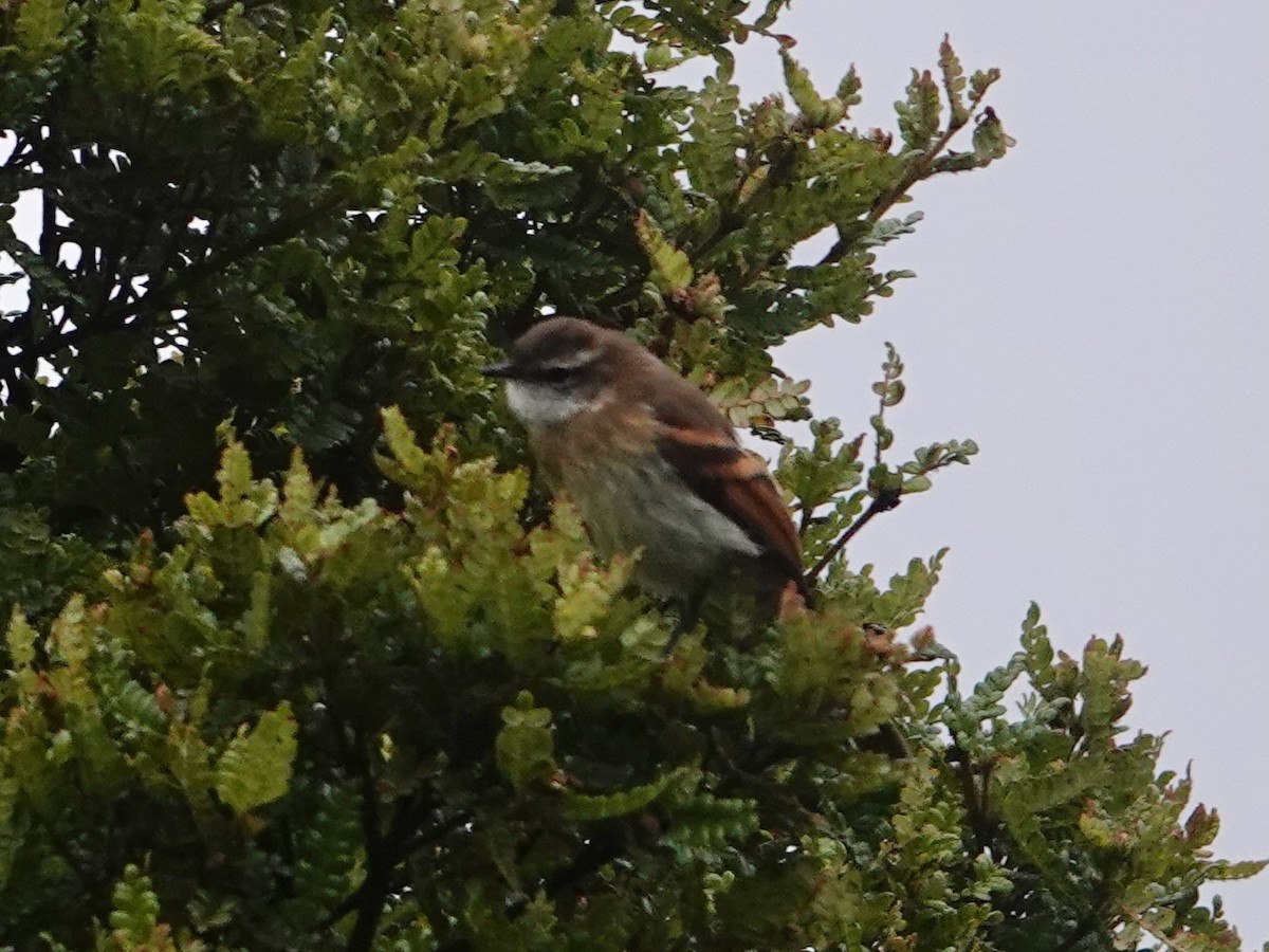 White-throated Tyrannulet - ML644217626