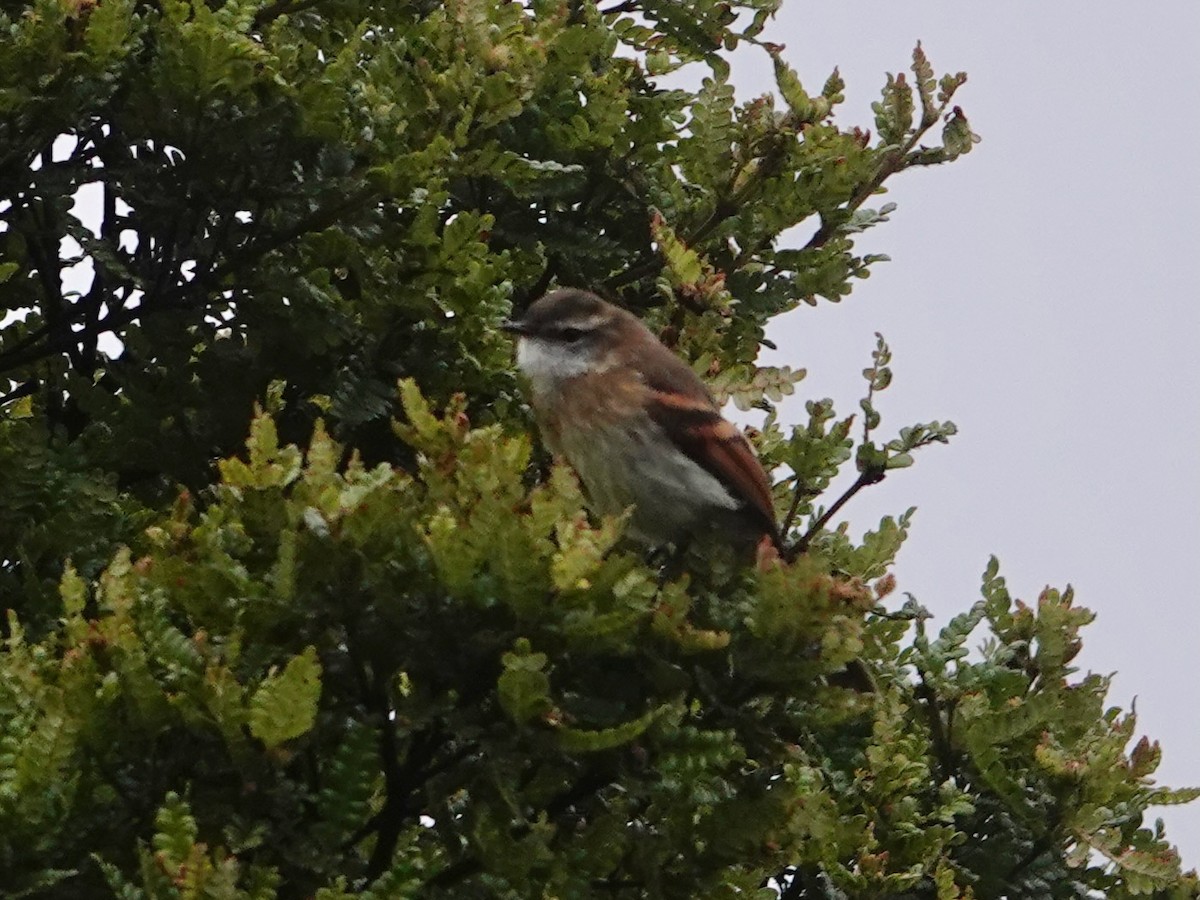 White-throated Tyrannulet - ML644217627