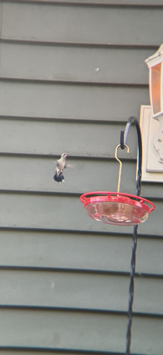 Broad-billed Hummingbird - ML644217629