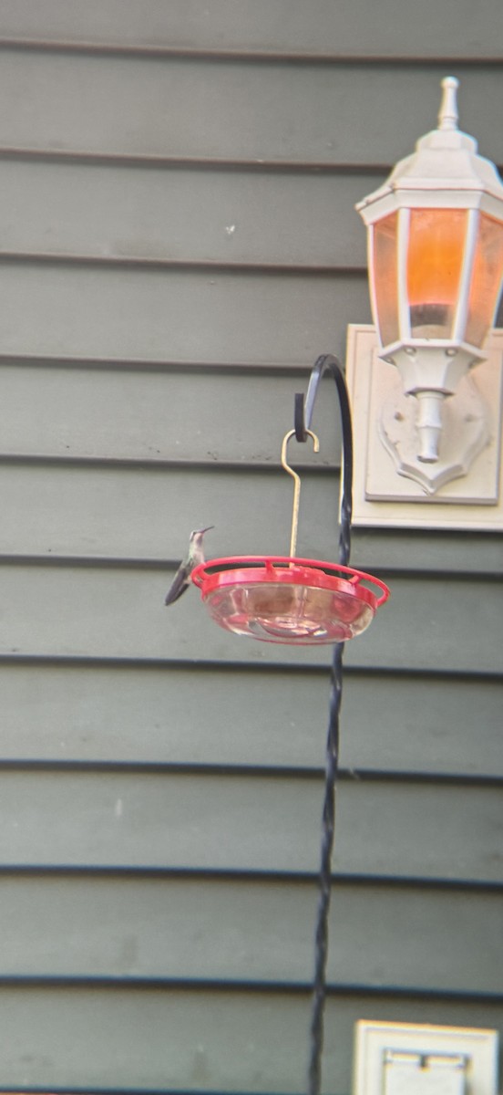 Broad-billed Hummingbird - ML644217630