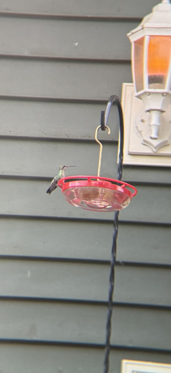 Broad-billed Hummingbird - ML644217631