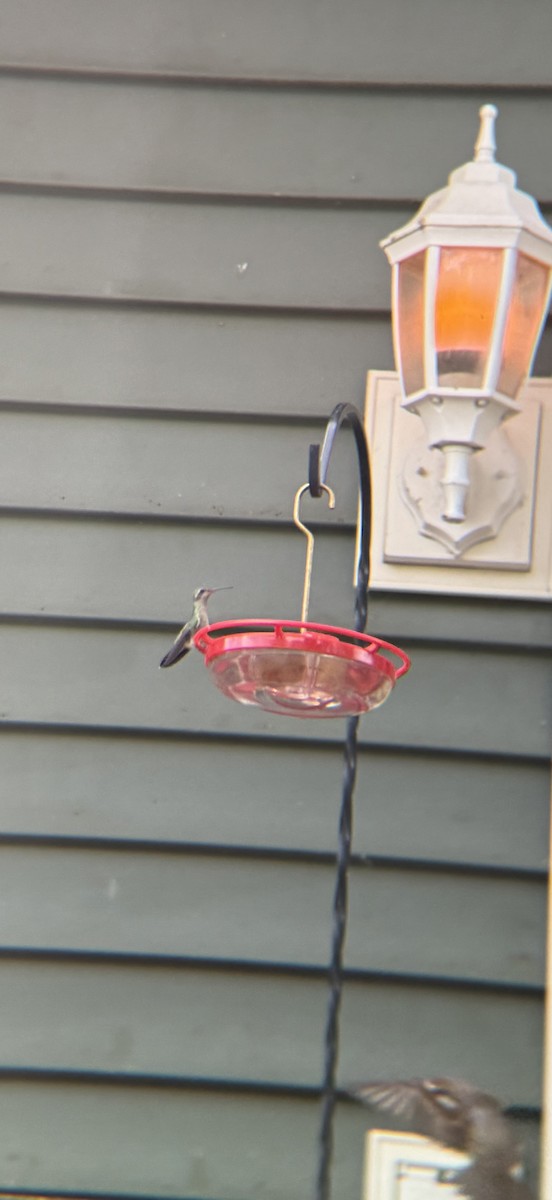 Broad-billed Hummingbird - ML644217632