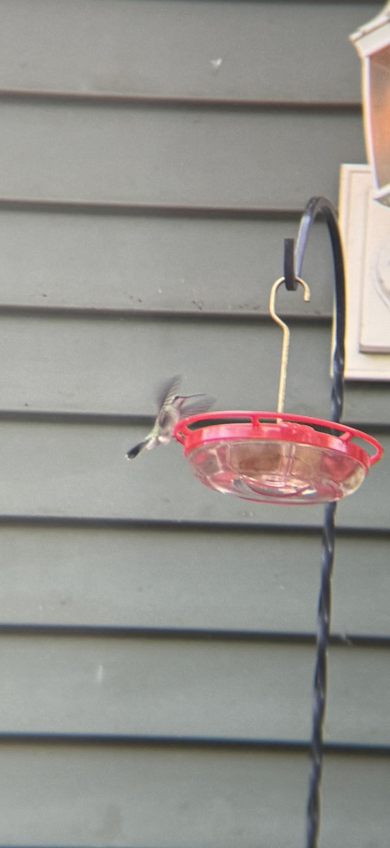Broad-billed Hummingbird - ML644217633