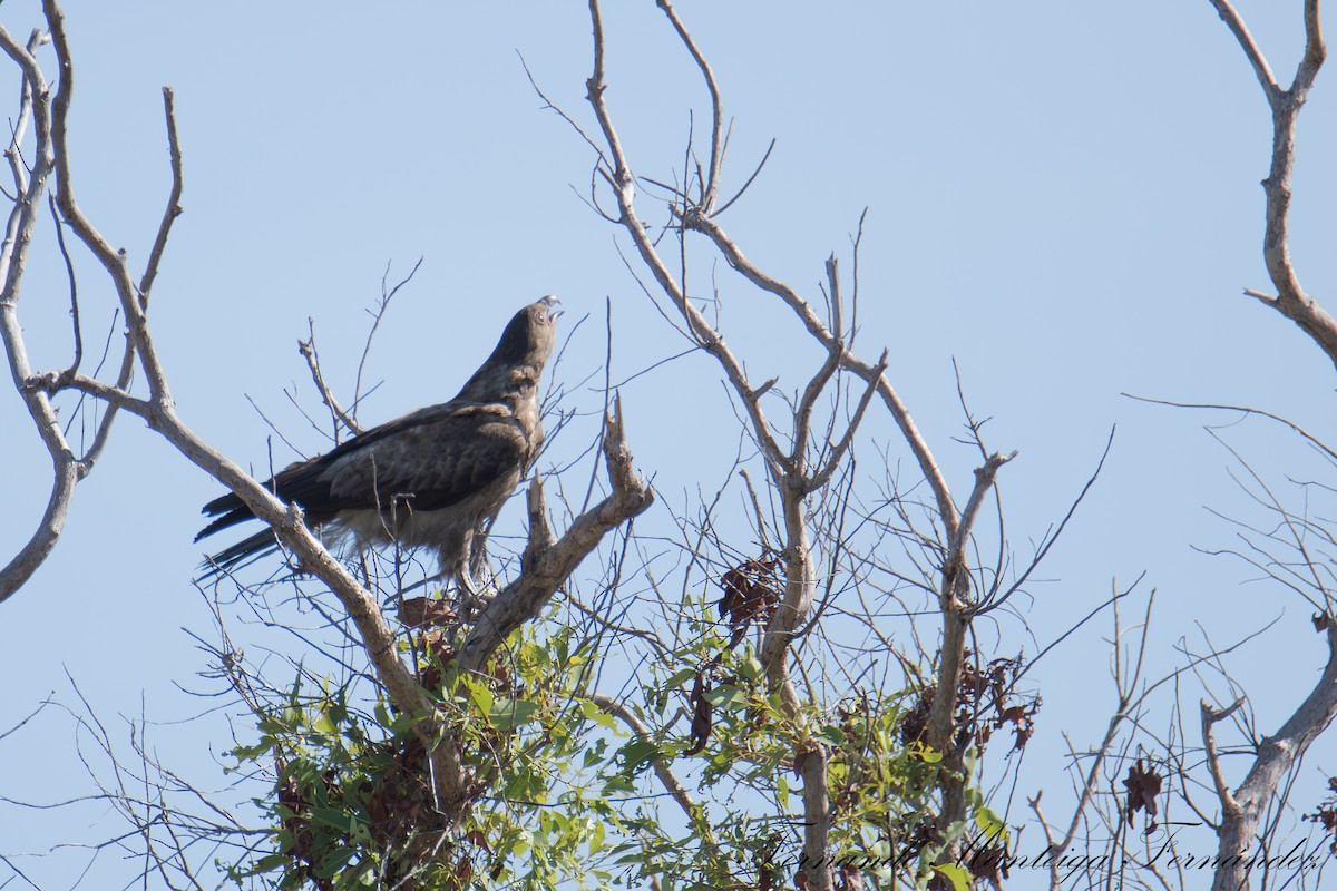 Wedge-tailed Eagle - ML644217638