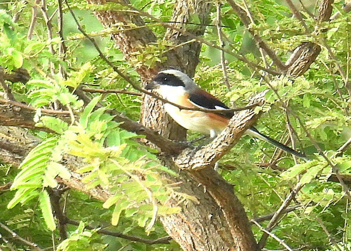 Bay-backed Shrike - ML644217641