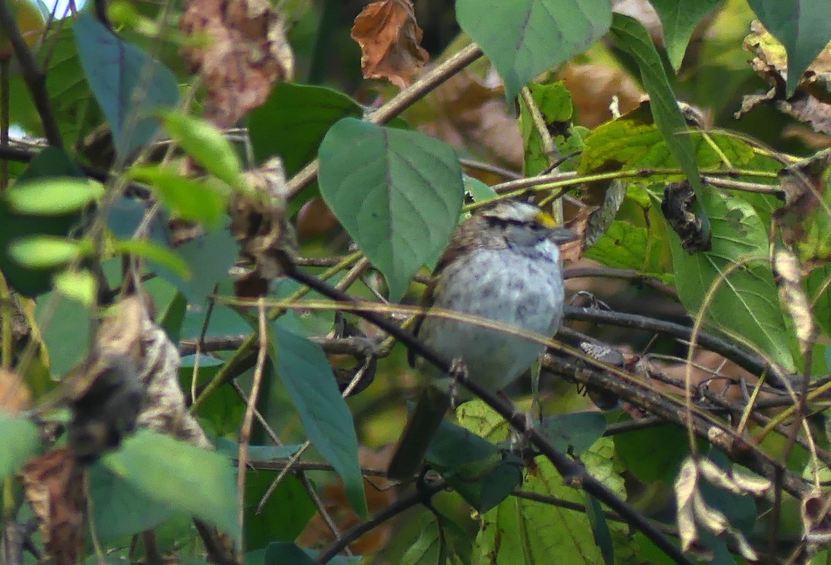 White-throated Sparrow - ML644217642