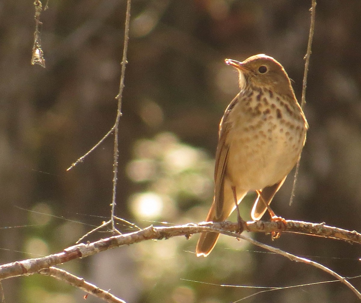 Hermit Thrush - ML644217645