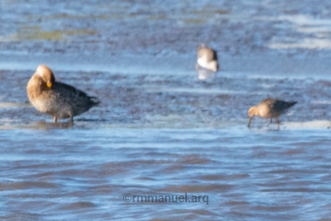 Short-billed Dowitcher - ML644217647