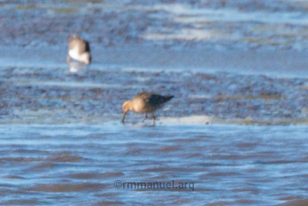 Short-billed Dowitcher - ML644217648