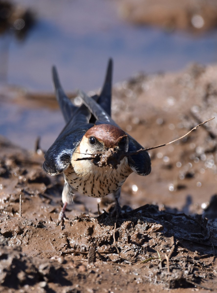 Greater Striped Swallow - ML644217649