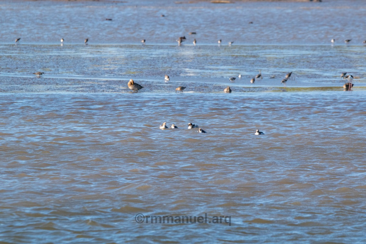 Short-billed Dowitcher - ML644217650