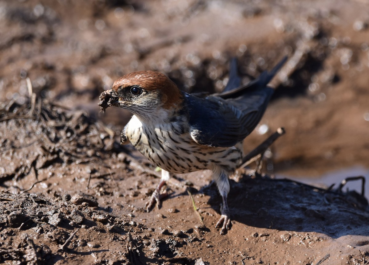 Greater Striped Swallow - ML644217651