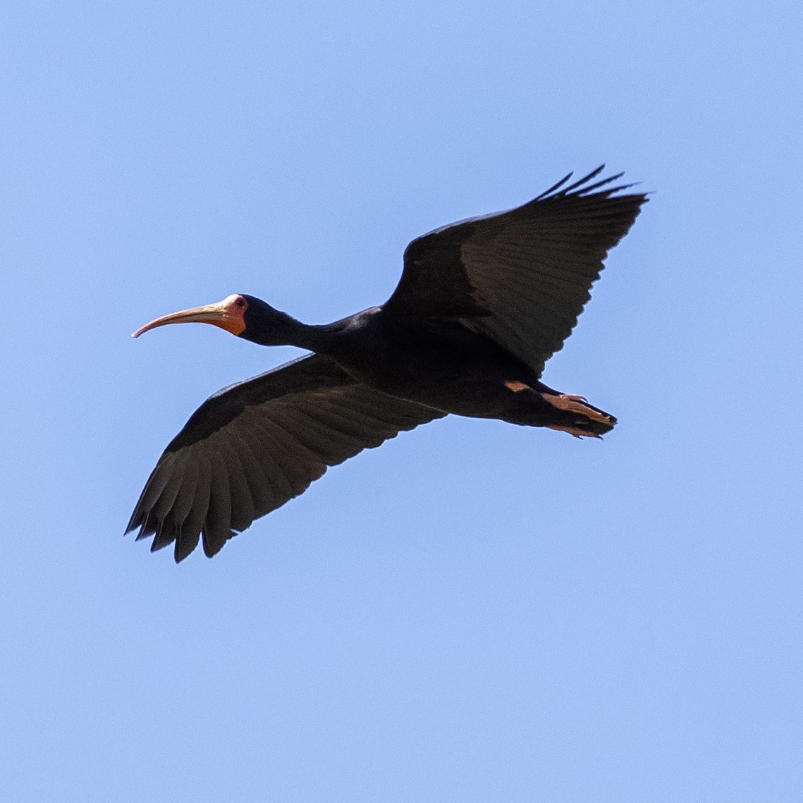 Bare-faced Ibis - ML644217653