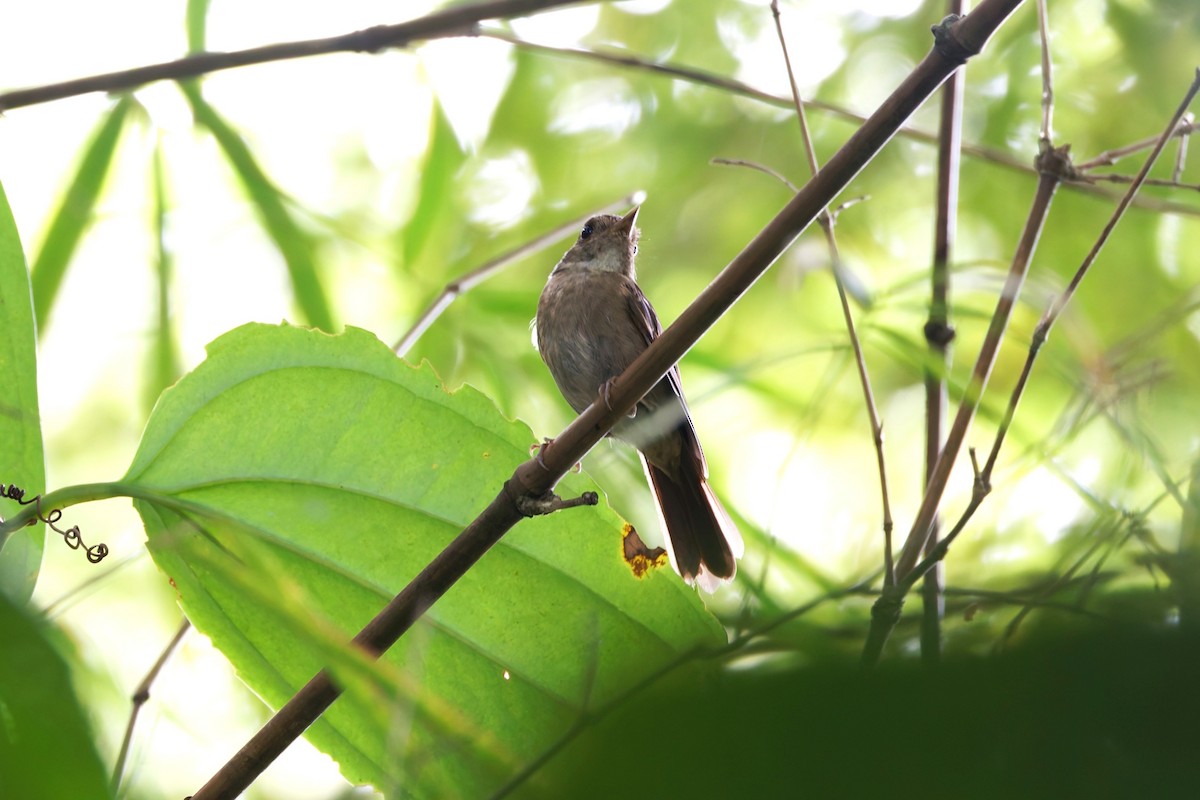 Sula Jungle Flycatcher - ML644217654