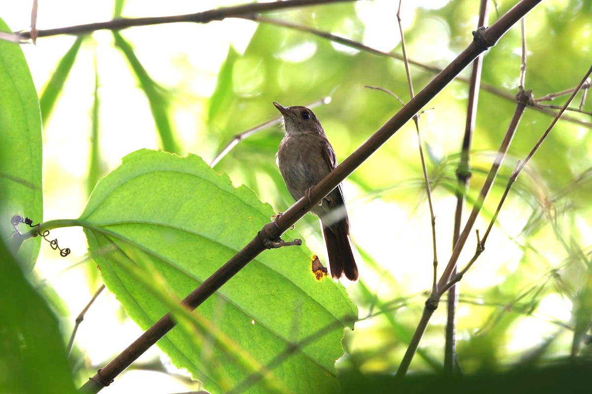 Sula Jungle Flycatcher - ML644217655