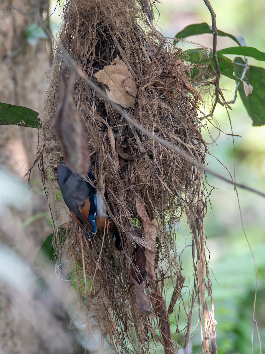 Gray-lored Broadbill - ML644217657