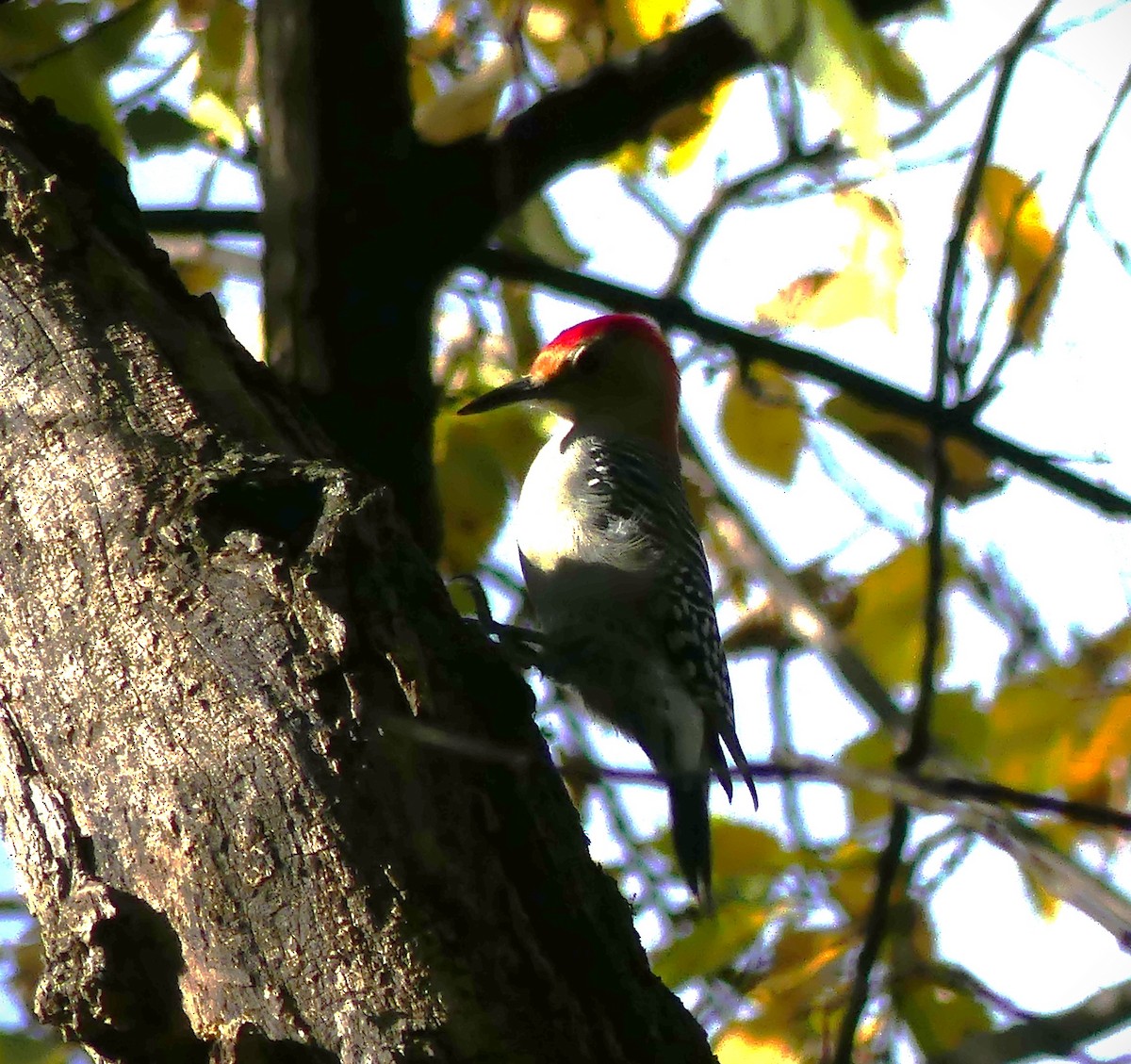 Red-bellied Woodpecker - ML644217674
