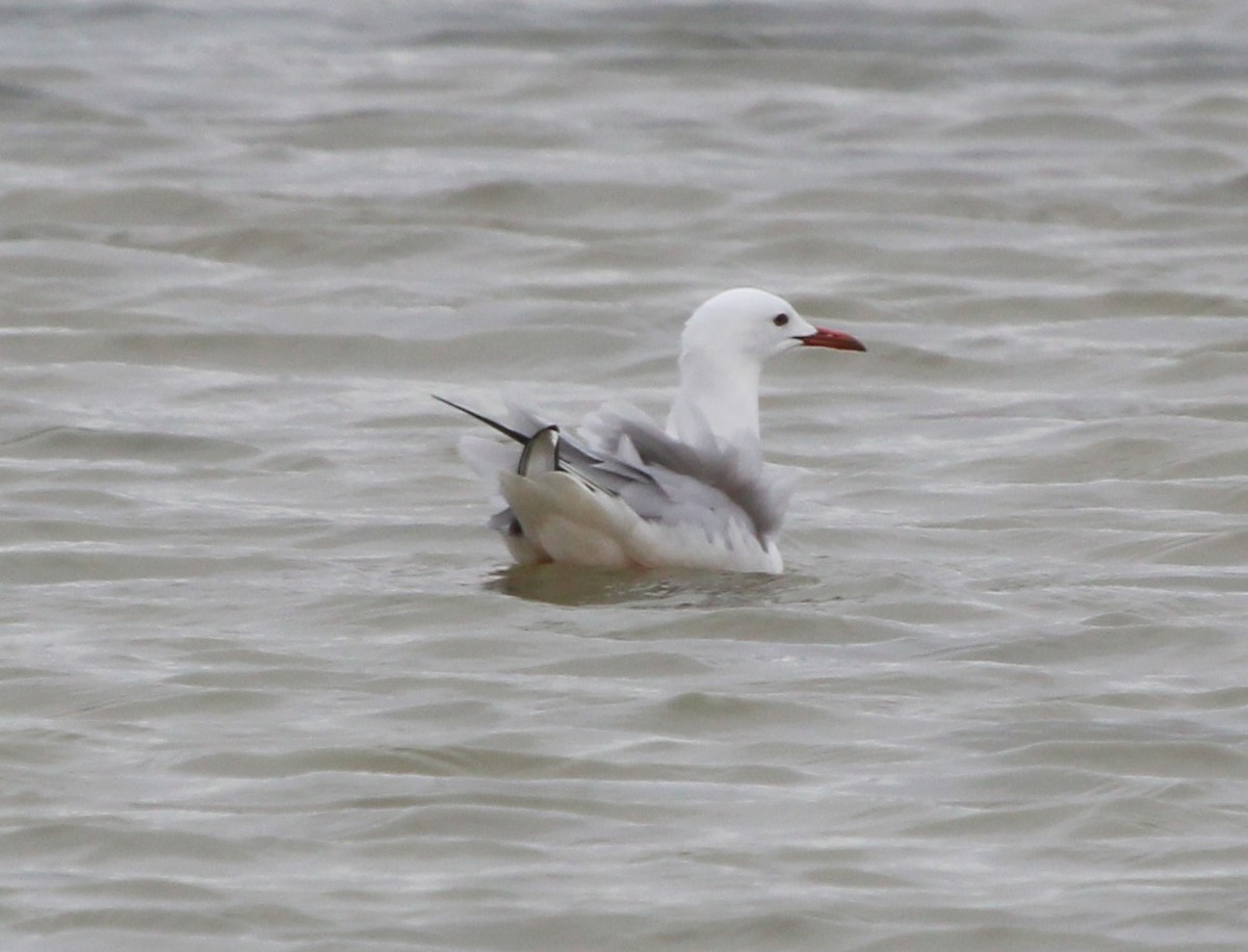 Slender-billed Gull - ML644217677