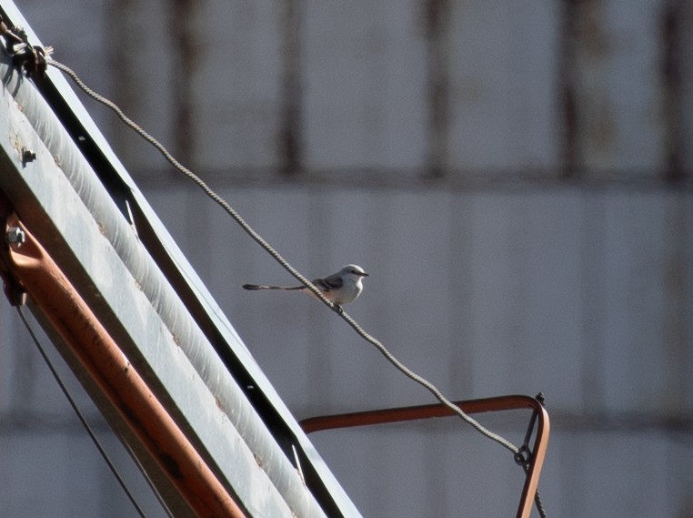 Scissor-tailed Flycatcher - ML644217688