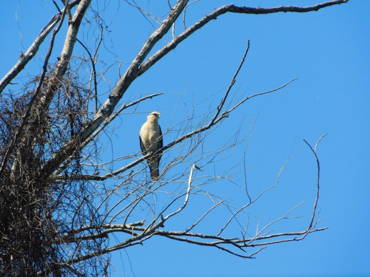 Yellow-headed Caracara - ML644217692