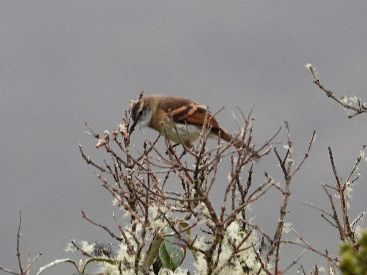 White-throated Tyrannulet - ML644217696